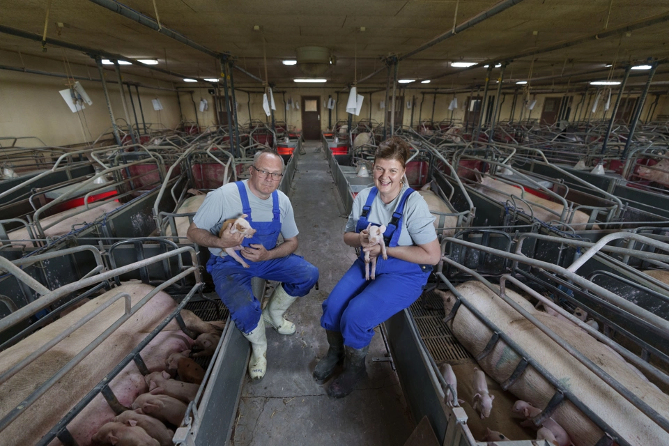 Farum Pig 480 1066.jpg