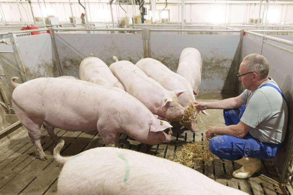 Farum Pig 480 1010.jpg