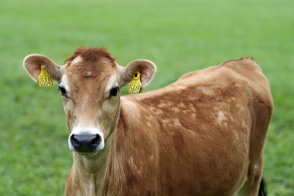 SL Agro 469 116.jpg