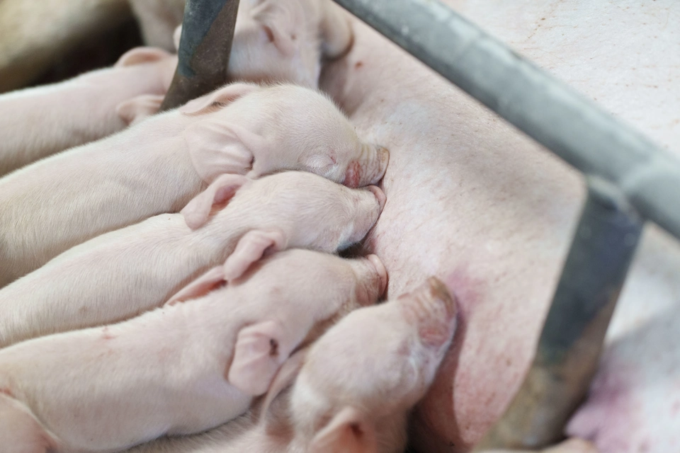 Farum Pig 480 1110.jpg