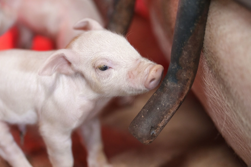 Farum Pig 480 1123.jpg